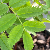 Sorbus matsumurana